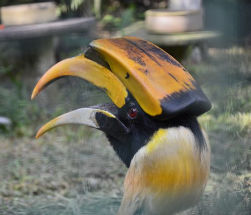  Kuala Lumpur Bird Park