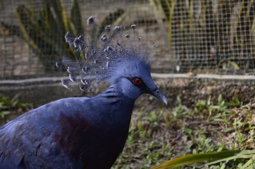 Kuala Lumpur Bird Park