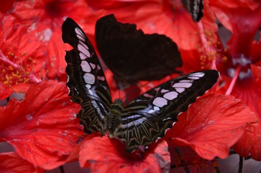  Butterfly Park-Kuala Lumpur