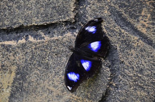 Butterfly Park-Kuala Lumpur