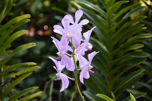 National Orchard Garden Singapore