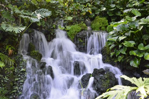  Singapore Botanic Gardens