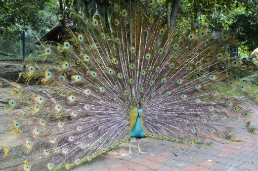 Kuala Lumpur Bird Park