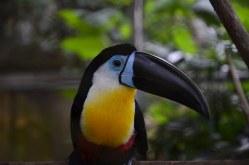 Kuala Lumpur Bird Park