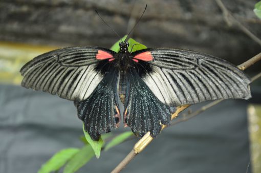 Butterfly Park-Kuala Lumpur
