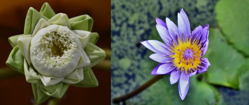  Thailand Flower-Right photo